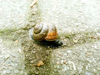 Close-up of snail