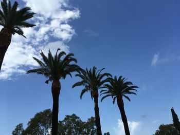 Low angle view of palm trees against blue sky