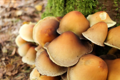 Close-up of mushrooms growing on field