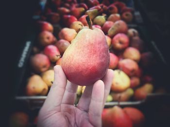 Close-up of hand holding berries