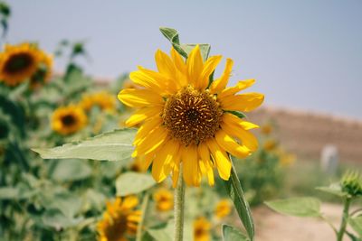 Close-up of sunflower blooming outdoors