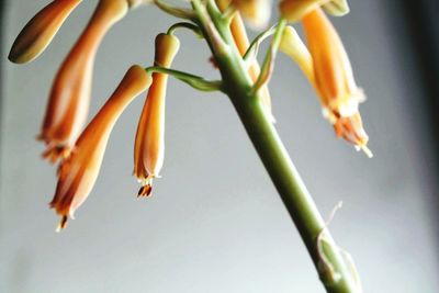 Close-up of flowers against blurred background