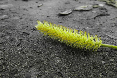 High angle view of insect on leaf