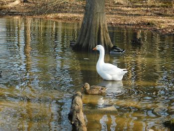 Swan swimming in lake