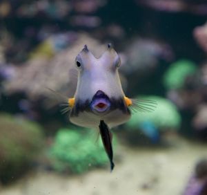 Close-up of fish swimming in aquarium