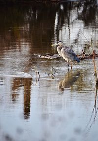 High angle view of gray heron in lake