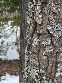 tree trunk