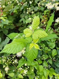 leaf