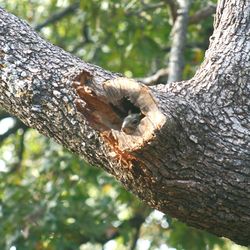 Close-up of bird perching on tree