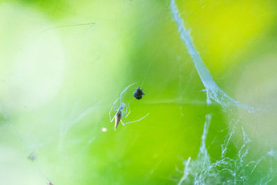 Close-up of spider on web