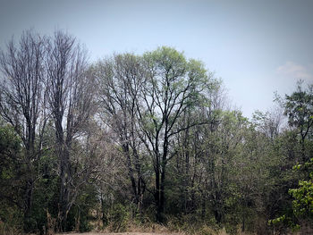 Bare trees in forest against sky