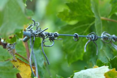 Close-up of barbed wire