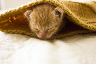 Close-up of cat sleeping on bed