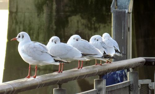Bird perching on wall