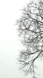 Low angle view of bare trees against clear sky