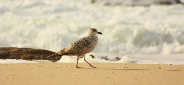 Bird perching on sand at beach