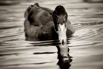 Duck swimming in a lake