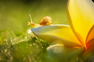 Close-up of yellow flower on plant