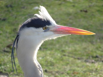 Close-up of bird