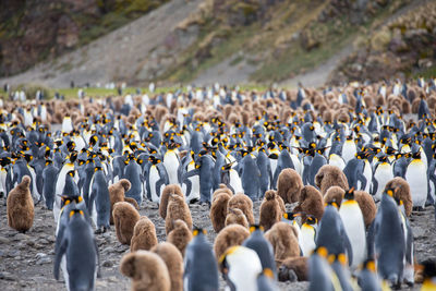 Penguins on field
