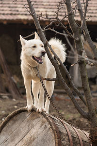 View of a dog looking away