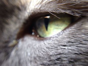 Extreme close up of eye