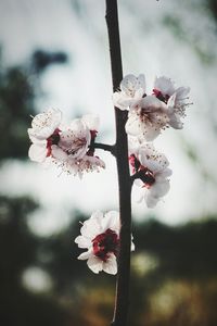 Close-up of cherry blossoms on tree