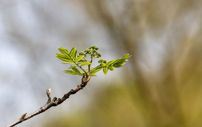 Close-up of plant