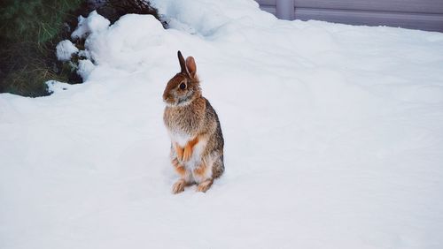 Rabbit on snow covered ground
