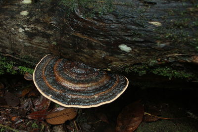 High angle view of a mushrooms