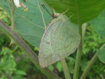leaf