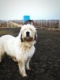 Portrait of dog standing outdoors