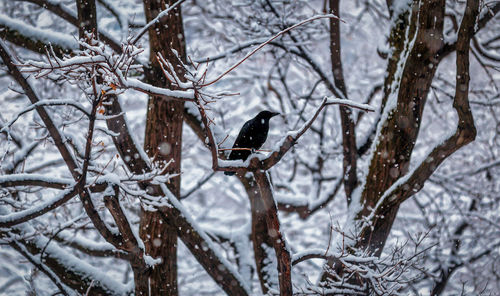 Bird perching on branch during winter