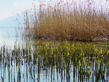 Scenic view of lake against sky