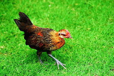 Close-up of a bird on grass