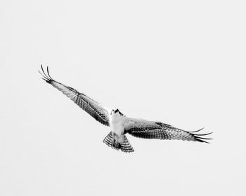 Low angle view of a bird flying over white background