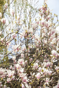 Pink flowers blooming on tree