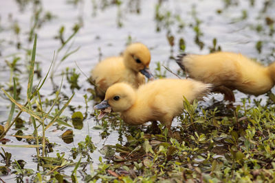 Baby muscovy ducklings cairina moschata flock together in a pond in naples, florida in summer