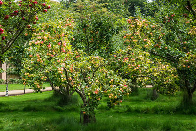 View of apple tree in field