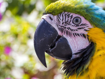 Close-up of a parrot