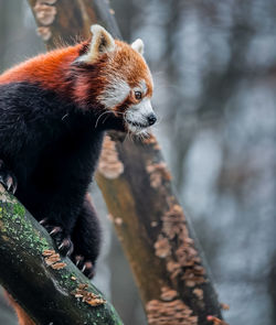 Close-up of red panda