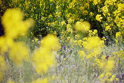 Close-up of yellow flower tree