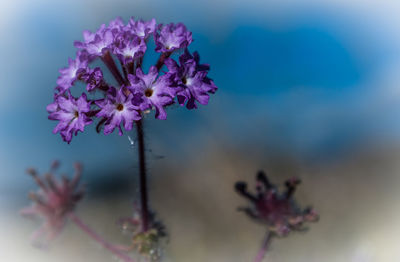 Close-up of pink flowers