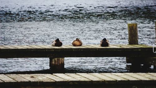 View of birds perching on wooden pier over lake