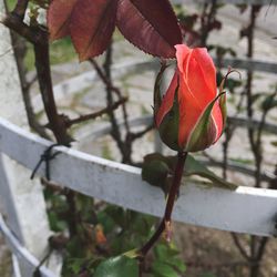 Close-up of red rose