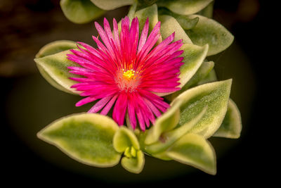 Close-up of lotus water lily blooming outdoors