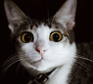 Close-up portrait of cat