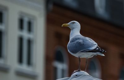 Close-up of bird perching outdoors