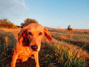 Portrait of dog on field