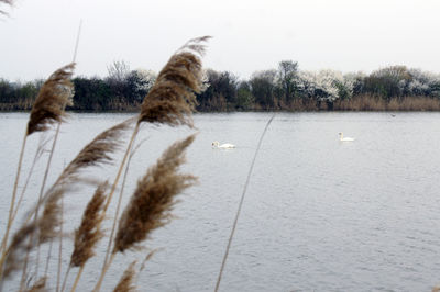 View of giraffe against lake